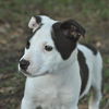 Pluto the American Bulldog Puppy