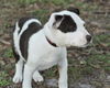 Pluto the American Bulldog Puppy