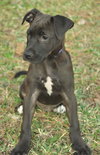 Minnie the American Bulldog Puppy
