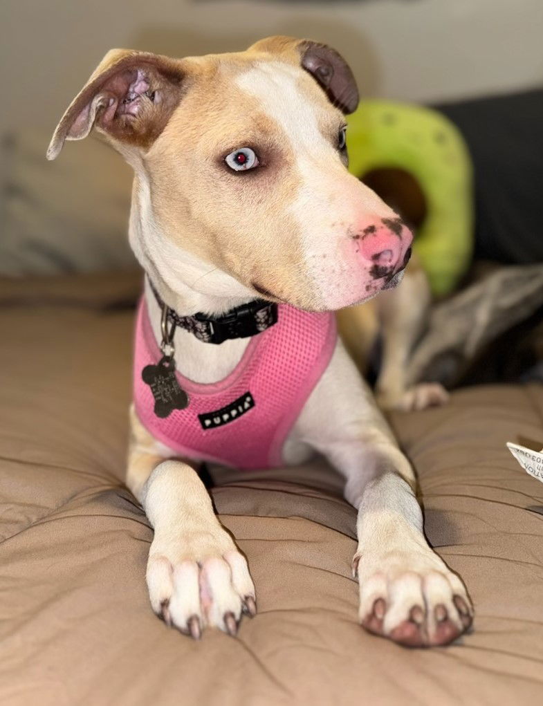 adoptable Dog in Sanford, FL named Pierce FH