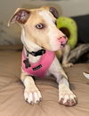 adoptable Dog in  named Pierce FH