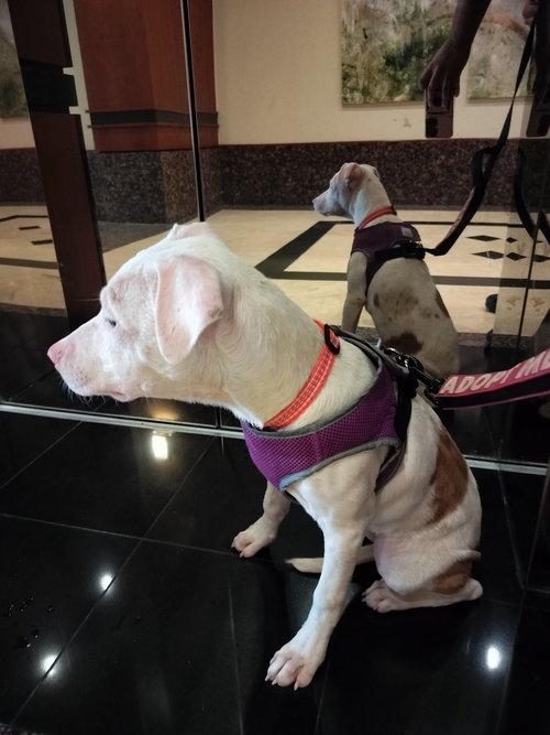 TOWER - Catahoula Leopard Dog available for adoption