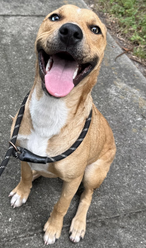 picture of the dog needing adoption
