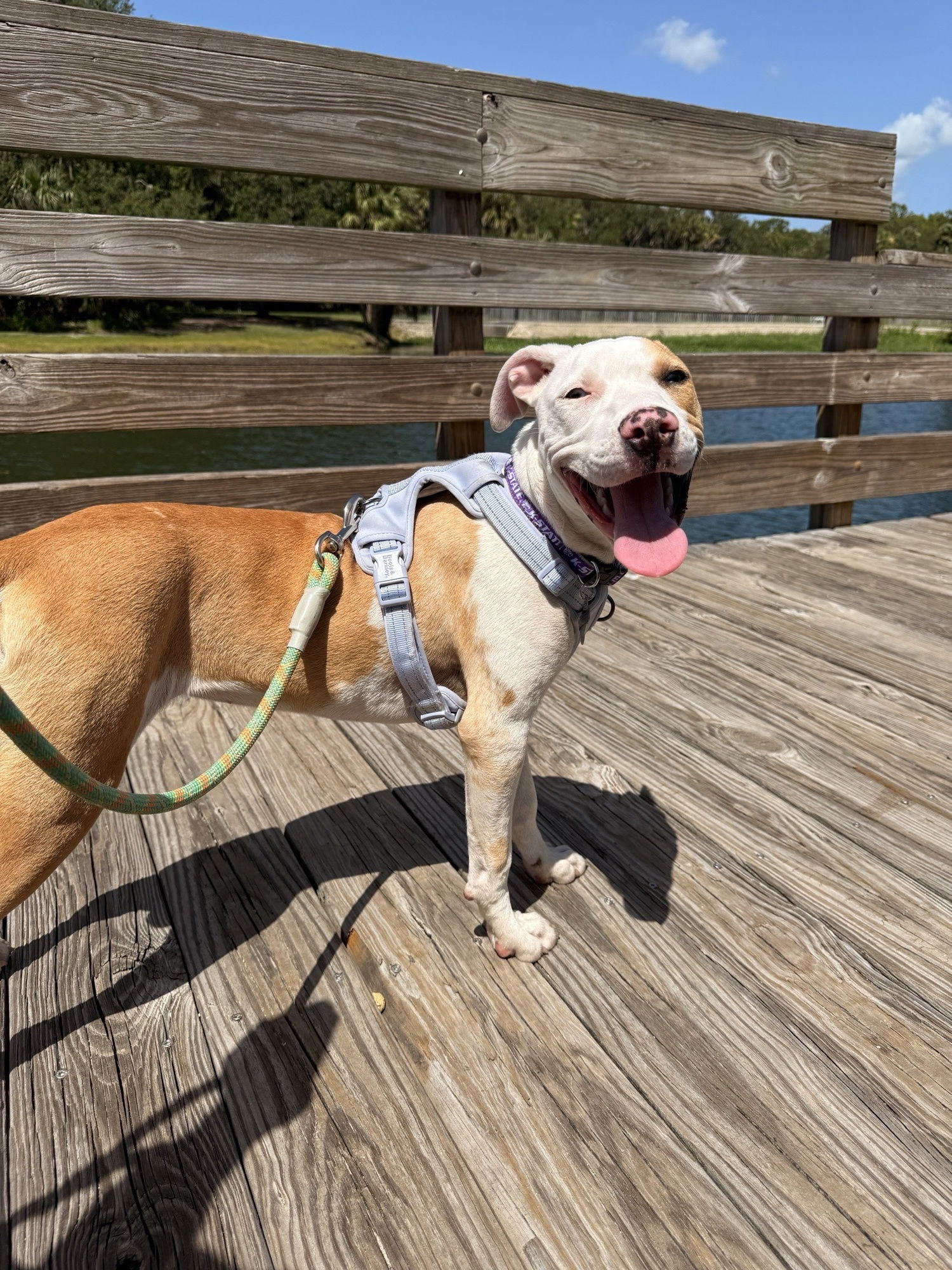 adoptable Dog in Sanford, FL named Dragon