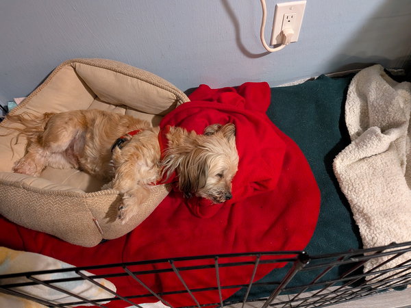 Mack *FH bonded with Casper
