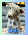 Nola