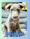 Beignet