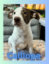 Calliope
