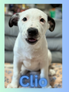 Clio