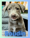 Boudin