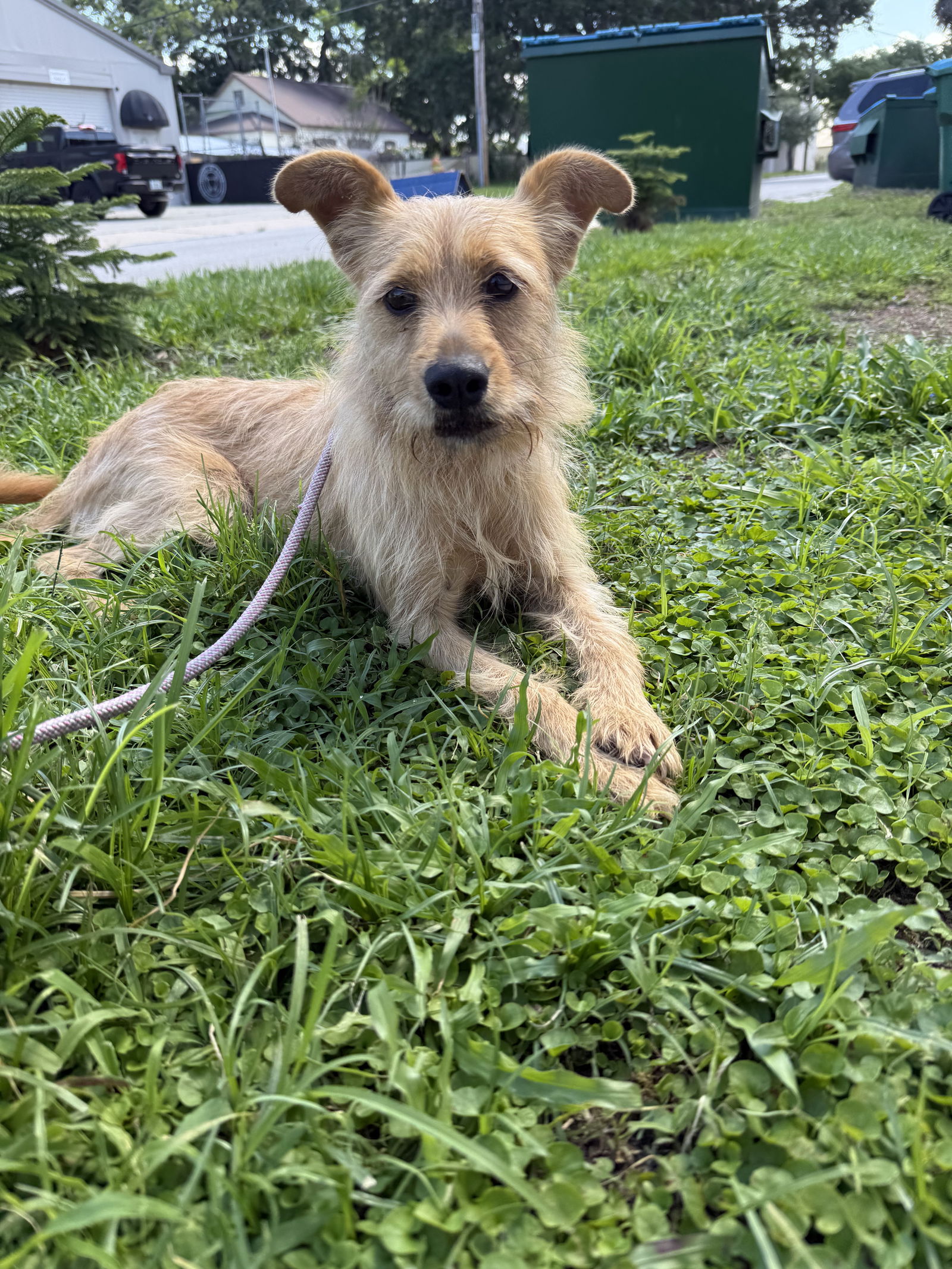 adoptable Dog in Sanford, FL named Andy