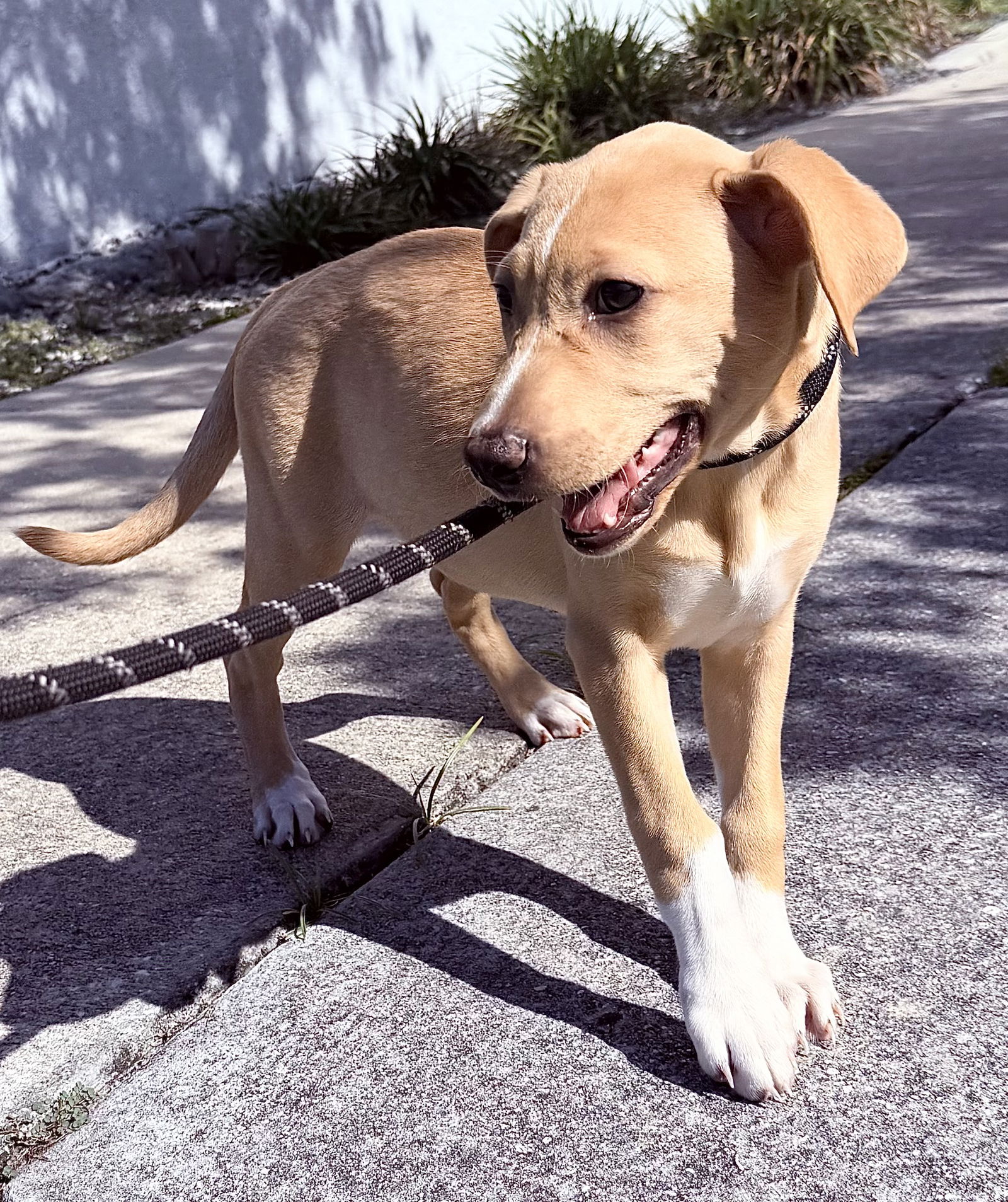 adoptable Dog in Sanford, FL named Feta