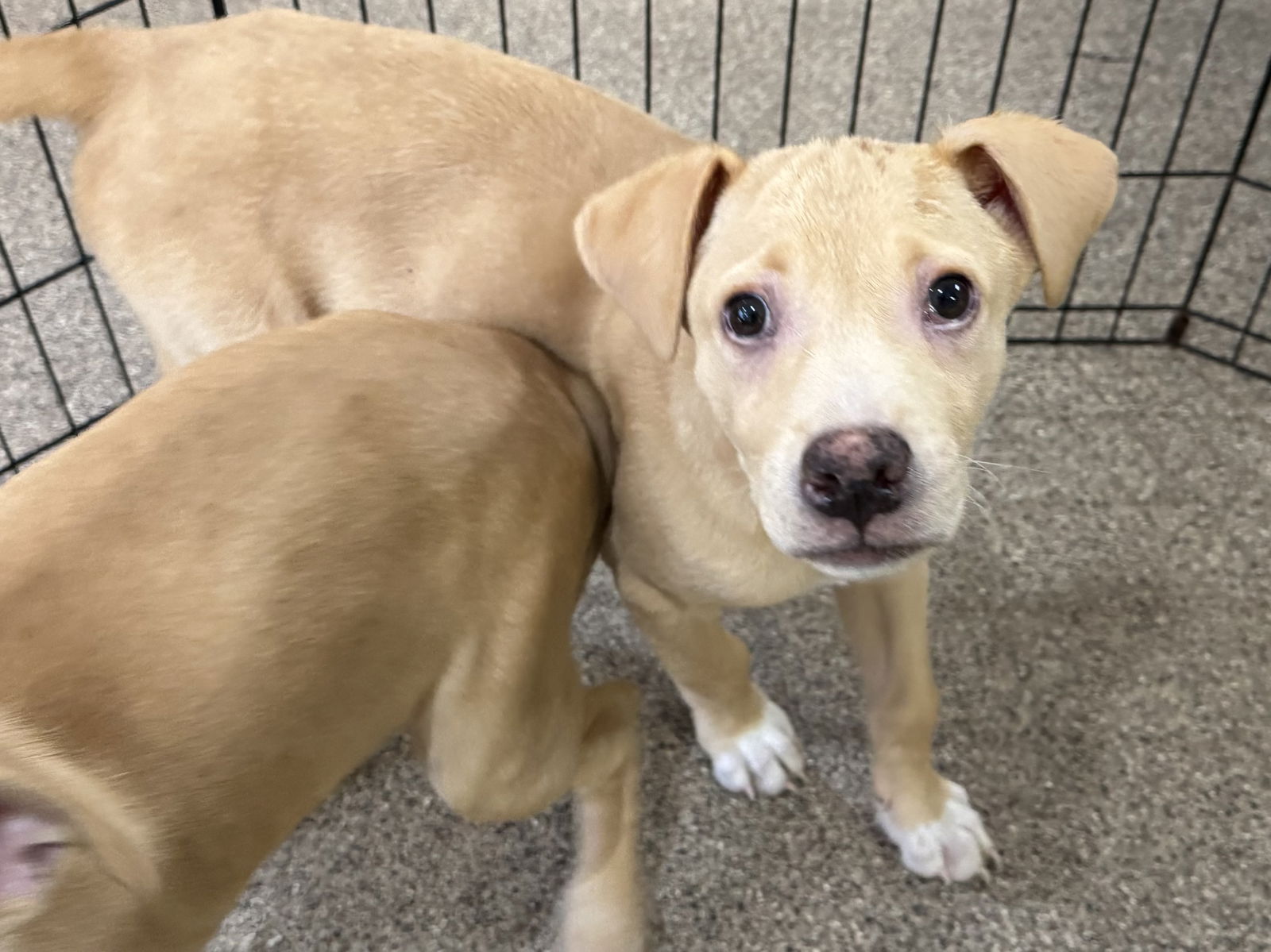 adoptable Dog in Sanford, FL named Gorgonzola