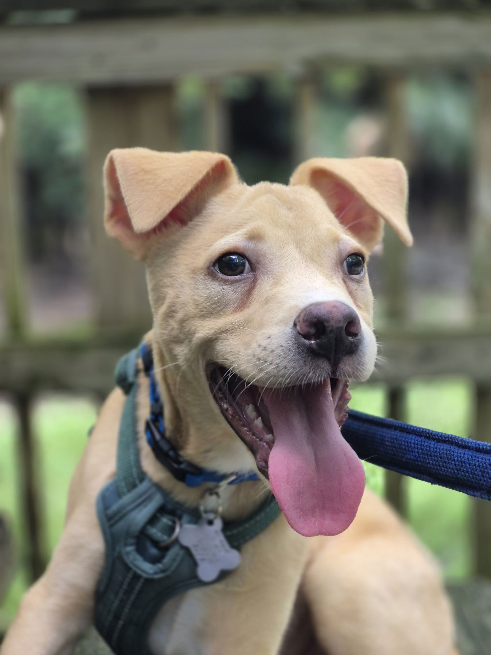 adoptable Dog in Sanford, FL named Gorgonzola