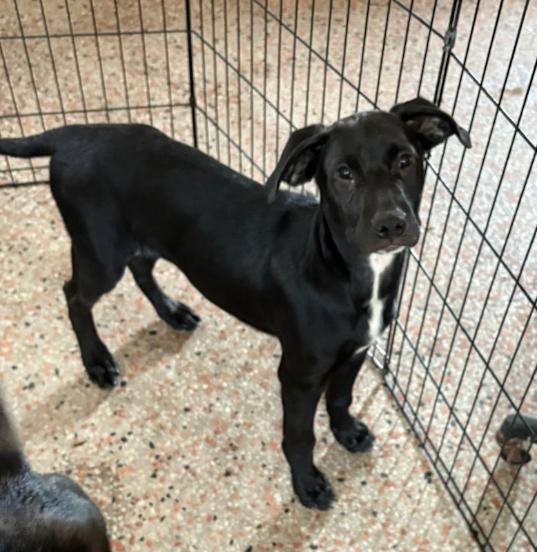 adoptable Dog in Sanford, FL named Cheddar FH