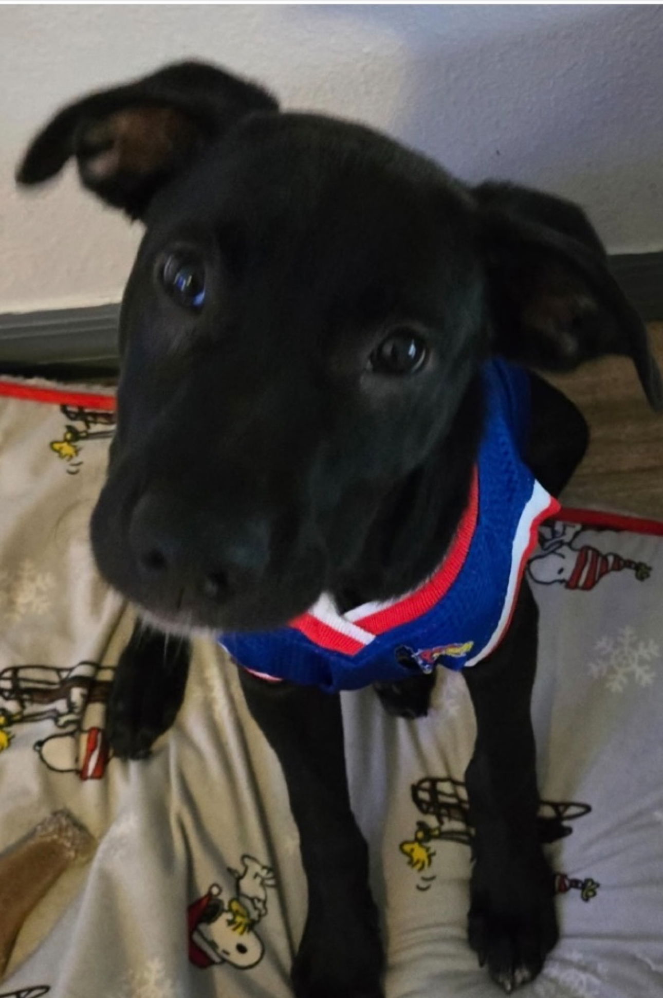adoptable Dog in Sanford, FL named Cheddar FH