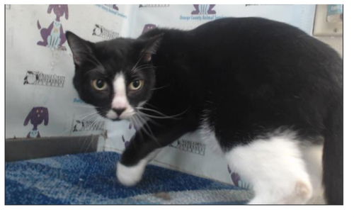Sylvester