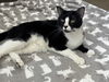Sylvester