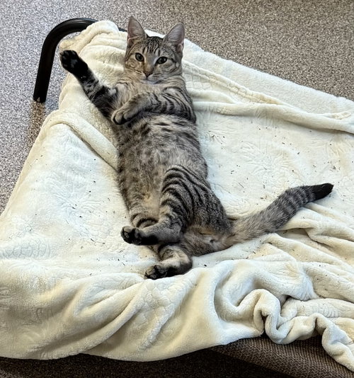 picture of the cat needing adoption