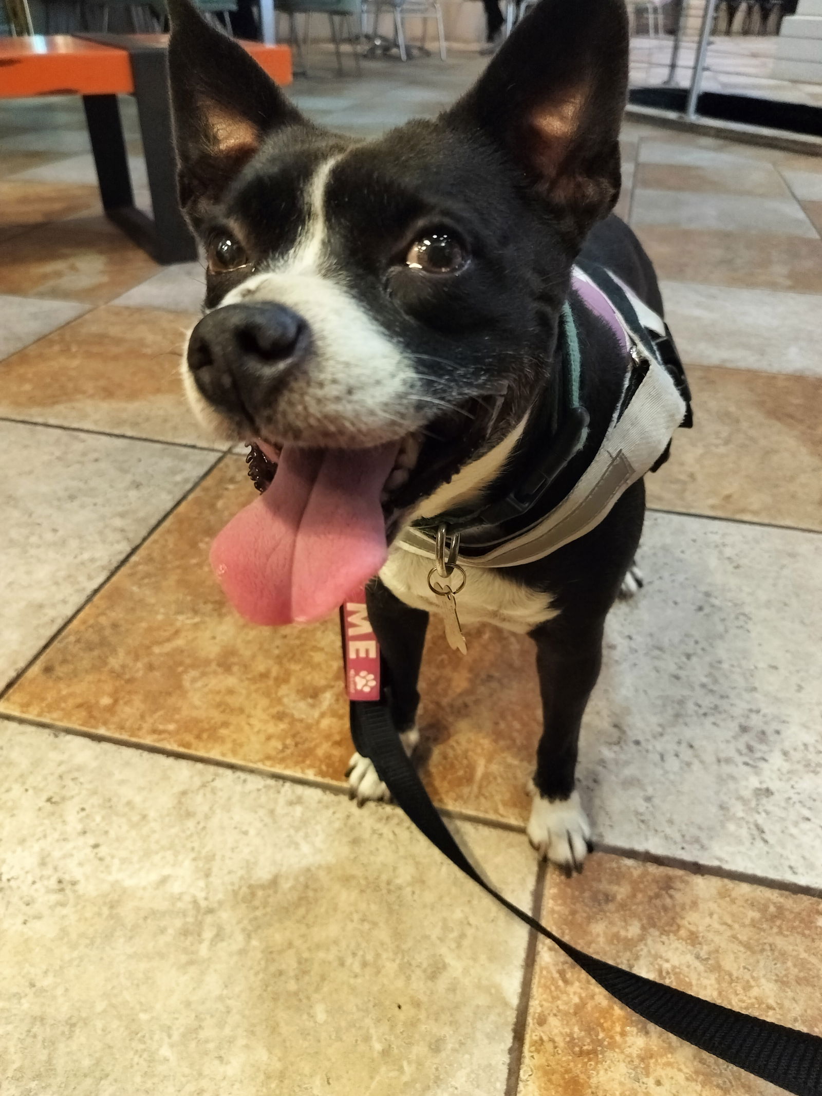 adoptable Dog in Sanford, FL named Anna