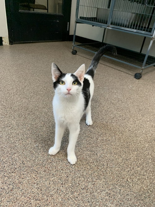 picture of the cat needing adoption