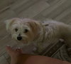 Todd