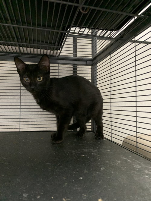 EGGS - Domestic Short Hair available for adoption