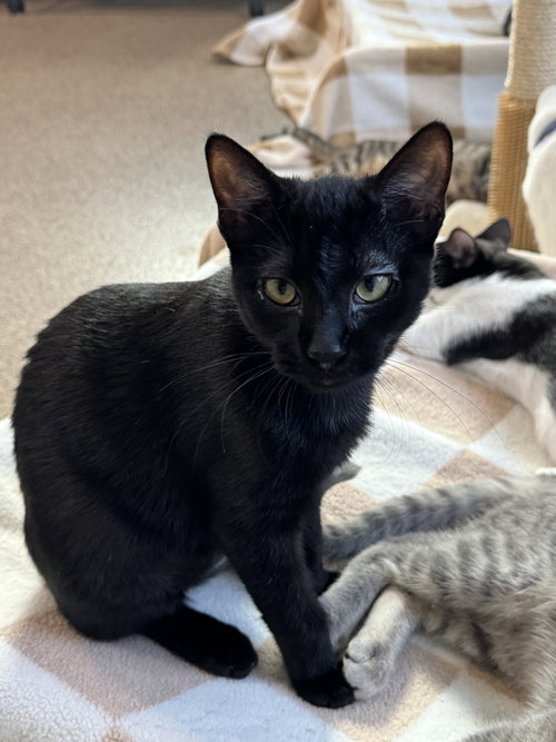 picture of the cat needing adoption