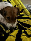 Roscoe