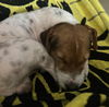 Roscoe
