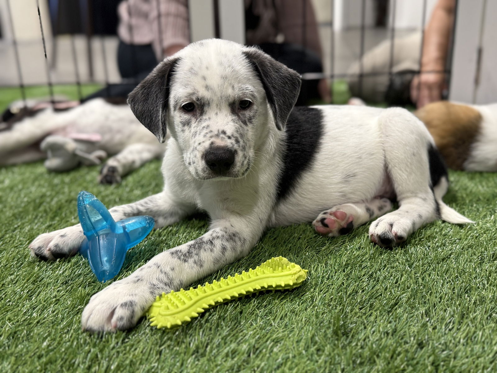 adoptable Dog in Sanford, FL named Freedom FH
