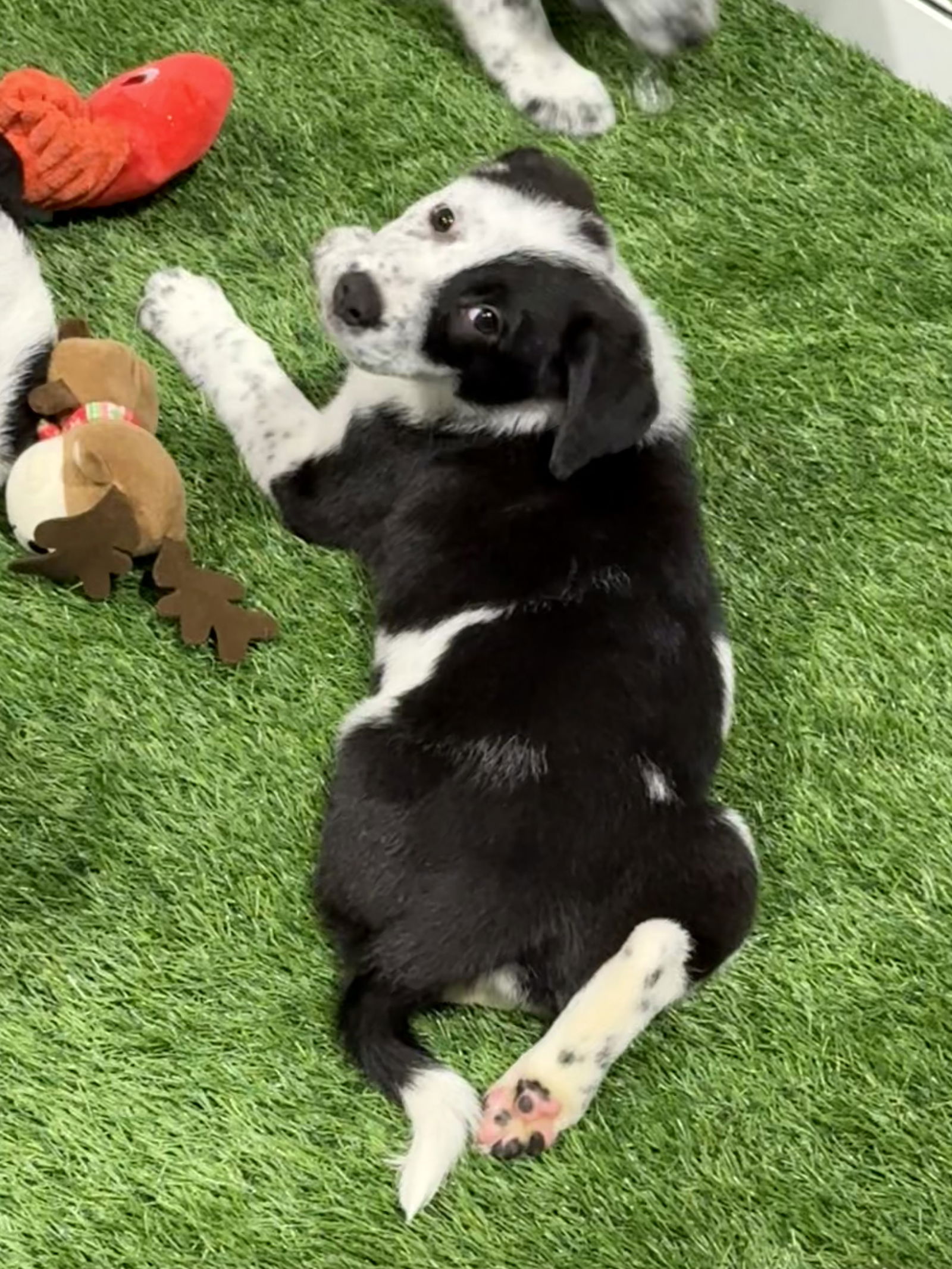 adoptable Dog in Sanford, FL named Justice FH