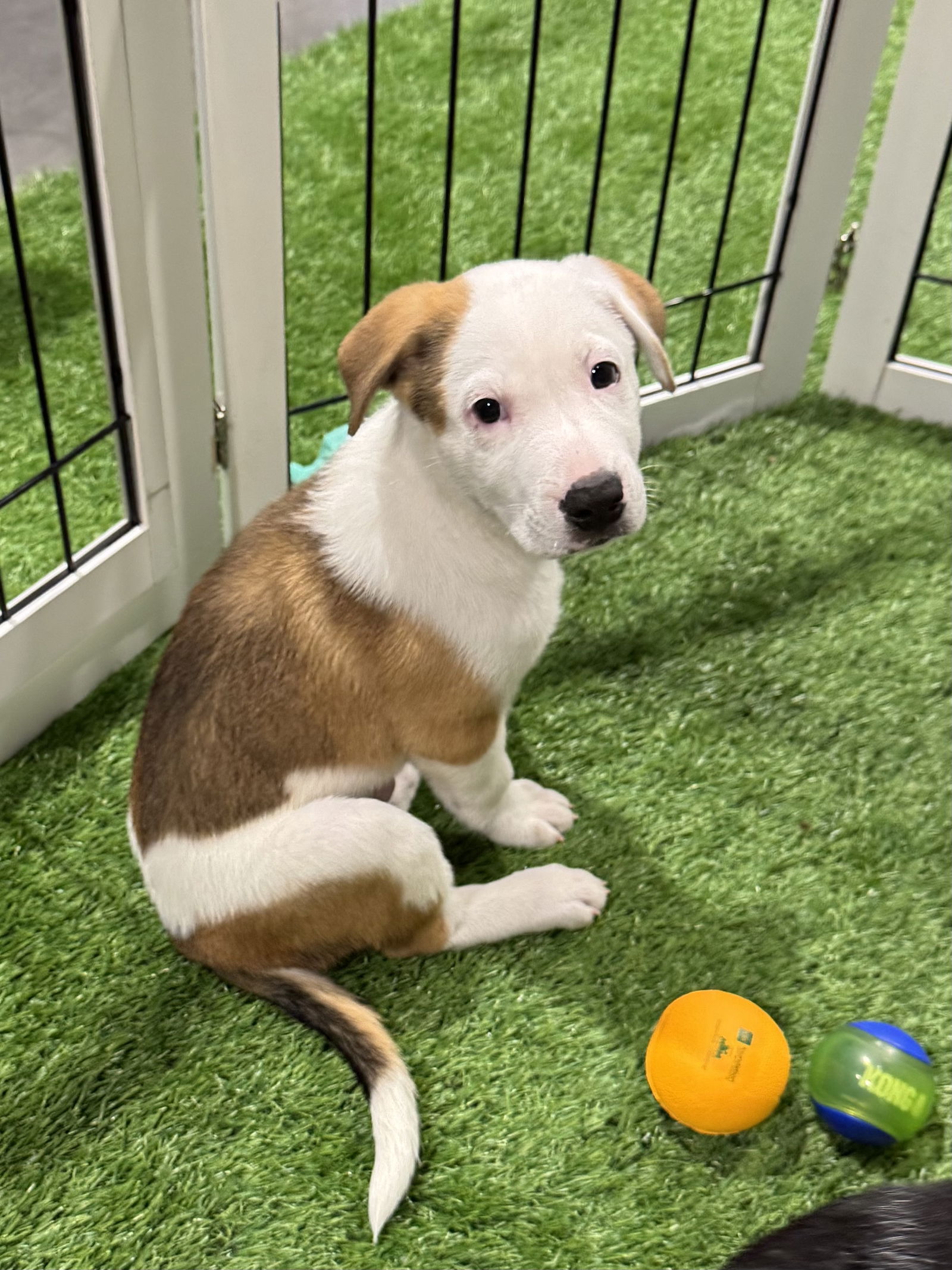 adoptable Dog in Sanford, FL named Patriot FH