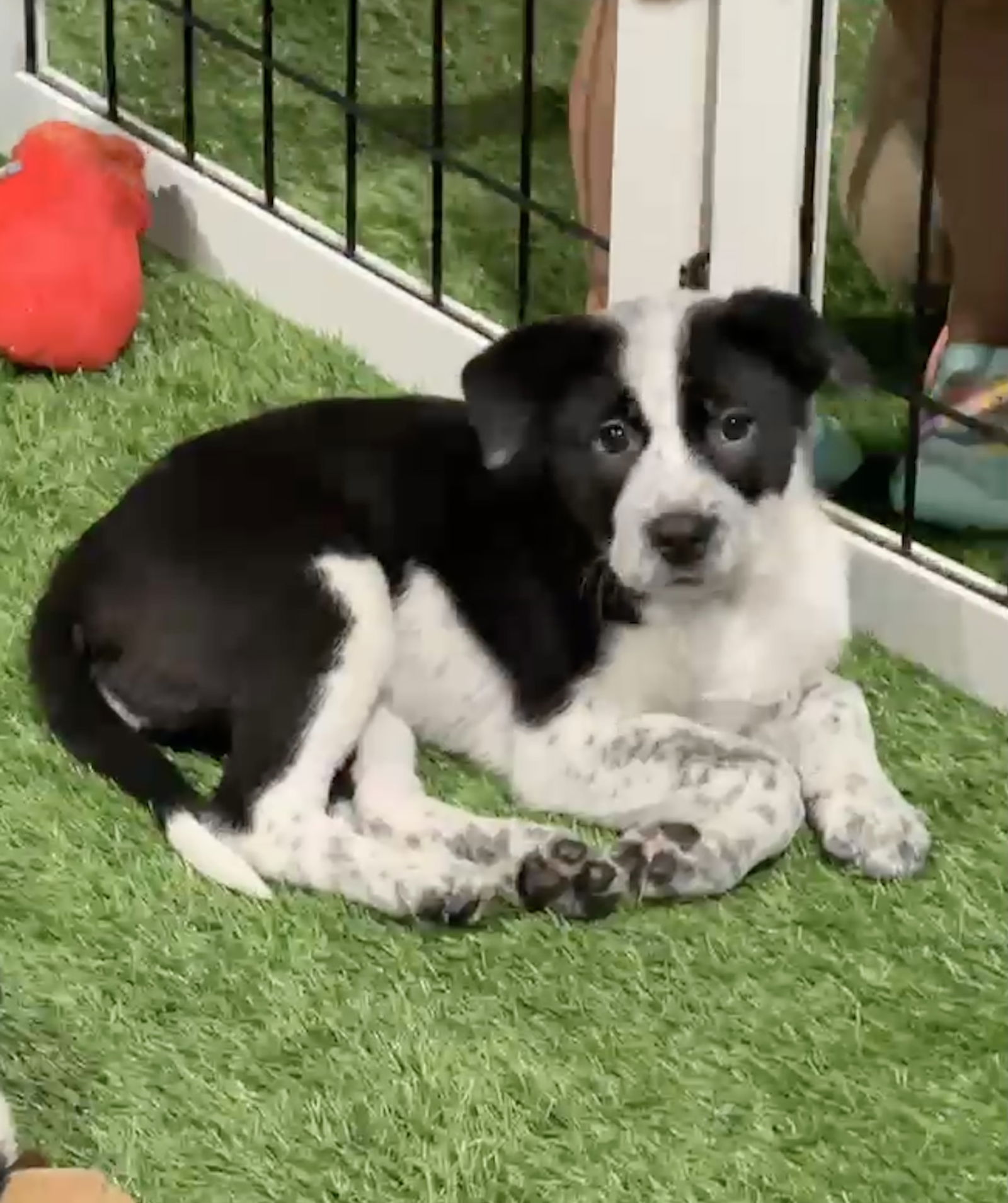 adoptable Dog in Sanford, FL named Liberty FH