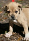 Nayalie the Boxer Puppy