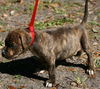 Lazerous the Boxer Puppy