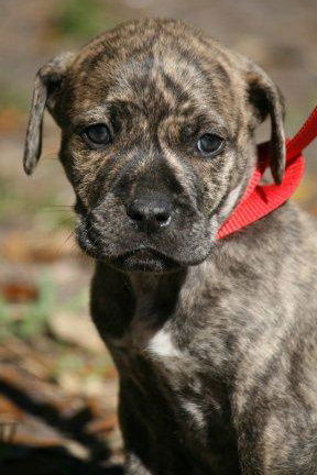 Yoshi the Boxer Puppy