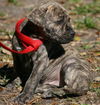 Yoshi the Boxer Puppy