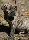 Yoshi the Boxer Puppy