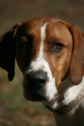 Baker the Basset