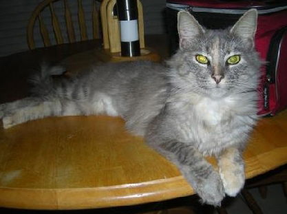 Fiona the Fancy Kitten