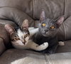 Bowser *BONDED* with Zelda
