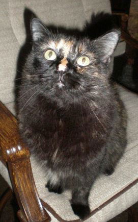 Candy the Tortie