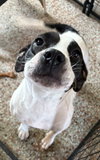 Sadie