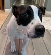 Sadie