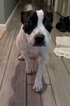 Sadie