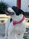 Sadie