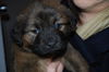 Penelope the BC Puppy