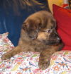 Penelope the BC Puppy