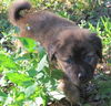 Penelope the BC Puppy